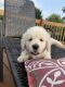 Golden Retriever Puppies for sale in Milan, OH, USA. price: NA