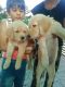 Golden Retriever Puppies for sale in Sugat Nagar, Nari Village, Nagpur, Maharashtra 440026, India. price: 11000 INR