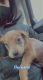 Golden Retriever Puppies for sale in Dorchester, Boston, MA, USA. price: NA
