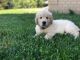 Golden Retriever Puppies for sale in Westfield, MA 01085, USA. price: NA