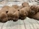 Golden Retriever Puppies for sale in Pendleton, OR 97801, USA. price: $1,700