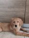 Golden Retriever Puppies for sale in Cleo County Tower-A1, Sector 121, Noida, Uttar Pradesh 201307. price: 35000 INR