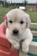 Golden Retriever Puppies for sale in Kansas City, MO, USA. price: $1,495