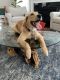 Golden Retriever Puppies for sale in Ashburn, VA, USA. price: $1,000