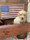 Golden Retriever Puppies for sale in Springdale, AR, USA. price: NA