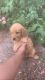 Golden Retriever Puppies for sale in 106 W Mills Ave, El Paso, TX 79901, USA. price: NA