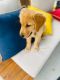 Golden Retriever Puppies for sale in Spring, TX 77373, USA. price: NA