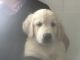 Golden Retriever Puppies for sale in Castle Rock, CO, USA. price: $1,800