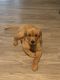 Golden Retriever Puppies for sale in Goodyear, AZ, USA. price: NA