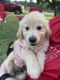 Golden Retriever Puppies for sale in Monticello, KY 42633, USA. price: NA