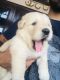 Golden Retriever Puppies for sale in Panchkula, Haryana, India. price: 25000 INR
