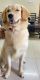 Golden Retriever Puppies for sale in Usmanpura, Ahmedabad, Gujarat, India. price: 45000 INR