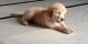 Golden Retriever Puppies for sale in Chandigarh, India. price: NA