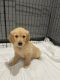 Golden Retriever Puppies for sale in Freehold, NJ 07728, USA. price: NA