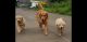 Golden Retriever Puppies for sale in Baner, Pune, Maharashtra, India. price: NA