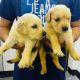 Golden Retriever Puppies for sale in Rajouri Garden, New Delhi, Delhi, India. price: 20000 INR