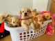 Golden Retriever Puppies for sale in Venice, Los Angeles, CA, USA. price: $2,000