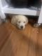 Golden Retriever Puppies for sale in Pelham, NH 03076, USA. price: NA
