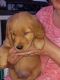 Golden Retriever Puppies for sale in Bonesteel, SD 57317, USA. price: NA