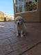 Golden Retriever Puppies for sale in Phoenix, AZ, USA. price: $900