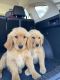 Golden Retriever Puppies for sale in Rochester, WA 98579, USA. price: NA