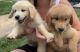 Golden Retriever Puppies for sale in Woodbridge Township, NJ, USA. price: $1,000
