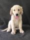 Golden Retriever Puppies for sale in Cincinnati, OH 45223, USA. price: NA