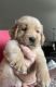 Golden Retriever Puppies for sale in Yelm, WA, USA. price: $2,500