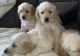 Golden Retriever Puppies for sale in Reno, NV 89506, USA. price: NA