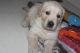 Golden Retriever Puppies for sale in K P H B Phase 1, Kukatpally, Hyderabad, Telangana, India. price: 26000 INR