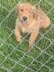 Golden Retriever Puppies for sale in Columbus, TX, USA. price: NA