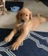 Golden Retriever Puppies for sale in Davenport, FL 33897, USA. price: NA