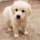 Golden Retriever Puppies for sale in Vancouver, BC, Canada. price: NA