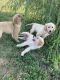 Golden Retriever Puppies for sale in Atlantic, IA 50022, USA. price: NA