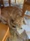 Golden Retriever Puppies for sale in Mt Washington, KY 40047, USA. price: NA