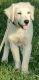 Golden Retriever Puppies for sale in Montpelier, OH 43543, USA. price: NA
