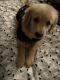 Golden Retriever Puppies for sale in Riverside, CA, USA. price: $1,500