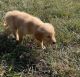 Golden Retriever Puppies for sale in 3720 N Tryon St, Charlotte, NC 28206, USA. price: NA