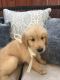 Golden Retriever Puppies for sale in Murrieta, CA 92563, USA. price: $1,950
