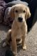 Golden Retriever Puppies for sale in Longview, TX, USA. price: NA
