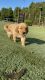 Golden Retriever Puppies for sale in Oneonta, AL 35121, USA. price: NA