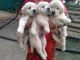 Golden Retriever Puppies for sale in Tilak Nagar, Mysuru, Karnataka 570001, India. price: 40000 INR