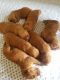 Golden Retriever Puppies for sale in Paola, KS 66071, USA. price: $1,100