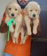 Golden Retriever Puppies for sale in Faridabad, Haryana, India. price: NA