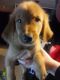 Golden Retriever Puppies for sale in Faribault, MN 55021, USA. price: NA
