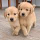 Golden Retriever Puppies for sale in San Francisco, CA 94105, USA. price: $600