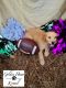 Golden Retriever Puppies for sale in Tylertown, MS 39667, USA. price: NA