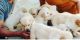 Golden Retriever Puppies for sale in 7th Block, Jayanagar, Bengaluru, Karnataka 560070, India. price: 25 INR