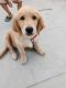 Golden Retriever Puppies for sale in Electronics City Phase 1, Electronic City, Bengaluru, Karnataka 560100, India. price: 18000 INR