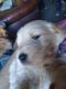 Golden Retriever Puppies for sale in Des Moines, WA, USA. price: $1,500